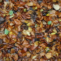 Feuilles mortes