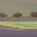 Arbustes à Chateauneuf