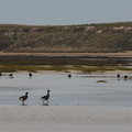 Oies dans la baie du Kernic