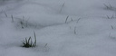 Herbe perce neige
