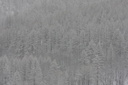Arbres enneigés