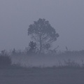 Brume sur la baie du Kernic