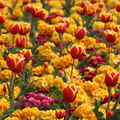 Parterre de fleurs