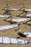 Planches à voile