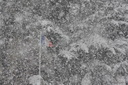 Chutes de neige dans le pays de Saint-Malo