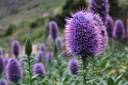 Echium, Madère