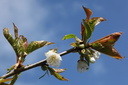 Cerisier en fleur