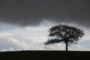 L'arbre et l'averse