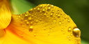 Gouttes d'eau sur un pétale d'Iris