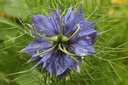 Nigelle