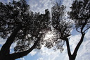Arbres, Dinard