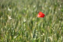 Coquelicot, centre Bretagne
