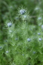 Nigelle