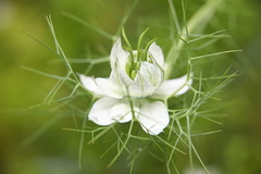 Nigelle