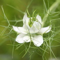 Nigelle