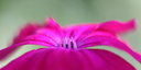 Fleur du jardin