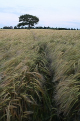 Champ de blé