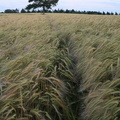 Champ de blé