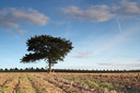 L'arbre, St Suliac