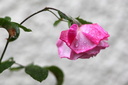 Rose sous la bruine