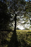 Arbre près du parc de La Briantais