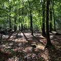 Sous-bois, forêt du Mesnil