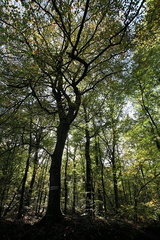 Forêt du Mesnil