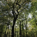 Forêt du Mesnil