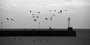 Envol d'oies, Cancale
