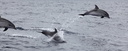 Dauphins, São Miguel