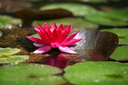 Nénuphar, Furnas
