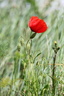 Coquelicot
