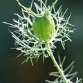 Nigelle