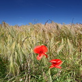 Champ de céréales, La Ville-ès-Nonais