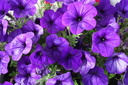Pétunias