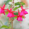 Fuchsias