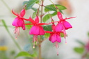 Fuchsias