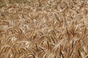 Champ de blé, Peaule