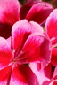 Fleurs