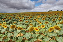 Champ de tournesols