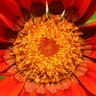 Fleur