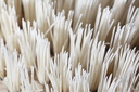 Brosse