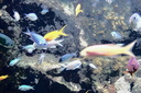 Aquarium