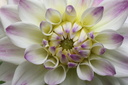 Dahlia