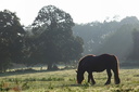 Cheval, La Ville-Es-Nonais