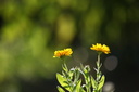 Fleurs