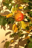 Pommier