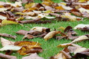 Feuilles mortes