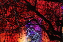 Illuminations de Noël