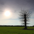 Arbre, Saint Suliac